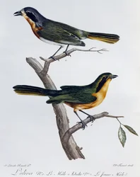 Macho e jovem adulto de Olive Bushshrike (Telophorus olivaceus), gravura da Histoire Naturelle des Oiseaux d