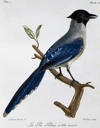Pega-azul (Cyanopica cyanus), gravura da Histoire Naturelle des Oiseaux d
