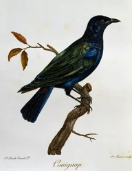 Estorninho-brilhante-de-ventre-preto (Lamprotornis corruscus), gravura de Histoire Naturelle des Oiseaux d