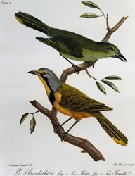 Bokmakierie Bushshrike (Telophorus zeylonus), gravura da Histoire Naturelle des Oiseaux d