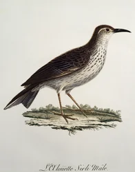Cabo Longbill macho (Certhilauda curvirostris), gravura da Histoire Naturelle des Oiseaux d