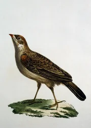 Rolo Cuco Feminino, gravura do Histoire Naturelle des Oiseaux d