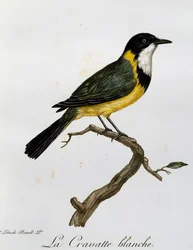 Whistler dourado (Pachycephala pectoralis), gravura da Histoire Naturelle des Oiseaux d