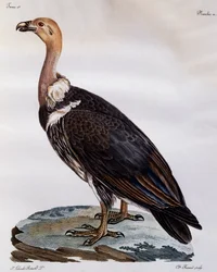 Cabo Griffon imaturo (coproteres ciganos), gravura da Histoire Naturelle des Oiseaux d