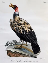 Abutre Rei (papa Sarcoramphus), gravura da Histoire Naturelle des Oiseaux d