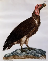 Abutre com cara de lapa (Torgos tracheliotos), gravura da Histoire Naturelle des Oiseaux d