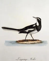 Motacilla aguimp, gravura da Histoire Naturelle des Oiseaux d