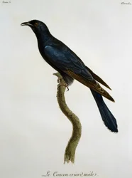 Cuco-preto macho (Cuculus clamosus), gravura de Histoire Naturelle des Oiseaux d