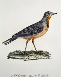 Cabo Longclaw macho (Macronyx capensis), gravura da Histoire Naturelle des Oiseaux d