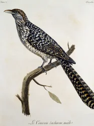 Tachirou de cuco macho, gravura da Histoire Naturelle des Oiseaux d