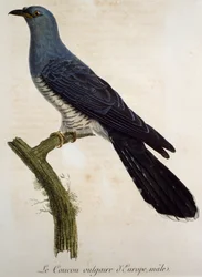 Cuco macho eurasiático (Cuculus canorus), gravura da Histoire Naturelle des Oiseaux d