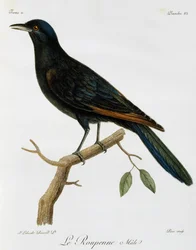 Estorninho de asas vermelhas masculino (Onychognathus morio), gravura da Histoire Naturelle des Oiseaux d