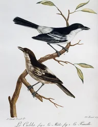 Macho e fêmea de Black-backed Puffback (Dryoscopus cubla), gravura do Histoire Naturelle des Oiseaux d