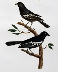Macho e fêmea do chapim-preto (Parus niger), gravura de Histoire Naturelle des Oiseaux d
