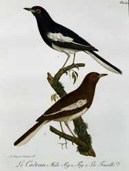 Macho e fêmea da pega-oriental (Copsychus saularis), gravura de Histoire Naturelle des Oiseaux d