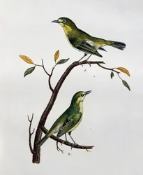 Macho e fêmea de Olho Branco Pálido (Zosterops pallidus), gravura da Histoire Naturelle des Oiseaux d