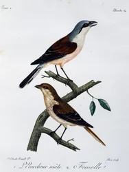 Macho e fêmea do Shrike (Lanius collurio), gravura do Histoire Naturelle des Oiseaux d