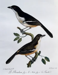 Macho e fêmea de Boubou do Sul (Laniarius ferrugineus), gravura do Histoire Naturelle des Oiseaux d