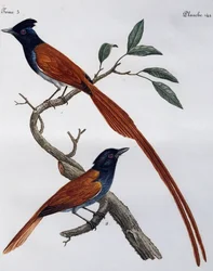 Macho e fêmea de Muscicapa striata, gravura do Histoire Naturelle des Oiseaux d