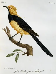 Cauda de Andorinha Amarela, gravura da Histoire Naturelle des Oiseaux d
