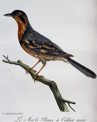 Robin de colarinho preto, gravura da Histoire Naturelle des Oiseaux d
