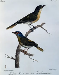 Olive Bushshrike (Telophorus olivaceus), gravura da Histoire Naturelle des Oiseaux d