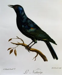 Starling (Onychognathus nabouroup) de asa-pálida, gravura da Histoire Naturelle des Oiseaux d