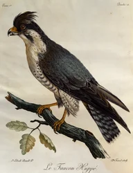 Falcão Peregrino (Falco peregrinus), gravura da Histoire Naturelle des Oiseaux d