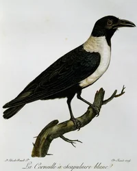 Corvo Pied (Corvus albus), gravura da Histoire Naturelle des Oiseaux d