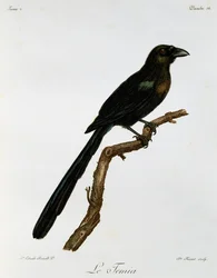 Pega-arborícola-de-cauda-em-raquete (Crypsirina temia), gravura de Histoire Naturelle des Oiseaux d