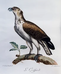 Cobra-Águia-cobreira (Circaetus gallicus), gravura do Histoire Naturelle des Oiseaux d