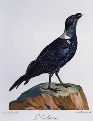 Corvo de pescoço branco (Corvus albicollis), gravura da Histoire Naturelle des Oiseaux d