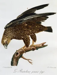 Jovem Barqueiro (Terathopius ecaudatus), gravura da Histoire Naturelle des Oiseaux d