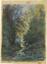 Um córrego através de uma floresta densa