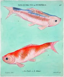 Peixe dourado chinês, século 18