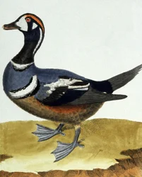 Um Collier Canard.