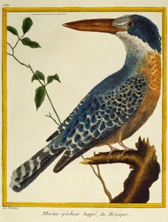 Kingfisher gigante (Megaceryle maxima), da Histoire naturelle des oiseaux