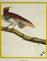Ave-real de Paraíso (Cicinnurus regius), da Histoire naturelle des oiseaux