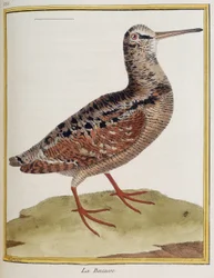 ""La becasse"", placa 885 de zoologia retirada de ""História dos pássaros"" de François Nicolas Martinet