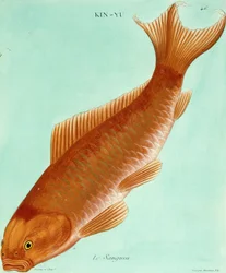 O Sanguin