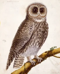 Coruja, de &39;Histoire Naturelle des Oiseaux&39; de Georges de Buffon (1707-1788) publicou 1777