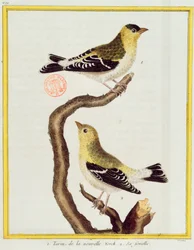 Par de siskins, de &39;Histoire Naturelle des Oiseaux&39; por Georges de Buffon (1707-1788) publicou 1777