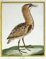 Ciência. Zoologia. Amargo. Gravura de François Nicolas Martinet em: Histoire naturelle des oiseaux, de Georges Louis Leclerc de Buffon, França, c.1777 (gravação a cores)