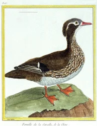Ciência. Zoologia. Teal chinês. Gravura de François Nicolas Martinet em: Histoire naturelle des oiseaux, de Georges Louis Leclerc de Buffon, França, c.1777 (gravura a cores)