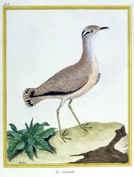 Ciência. Zoologia. Courser de cor creme. Gravura de François Nicolas Martinet em: Histoire naturelle des oiseaux, de Georges Louis Leclerc de Buffon, França, c.1777 (gravura a cores)
