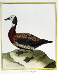 Ciência. Zoologia. Eurasion Wigeon. Gravura de François Nicolas Martinet em: Histoire naturelle des oiseaux, de Georges Louis Leclerc de Buffon, França, c.1777 (gravação a cores)