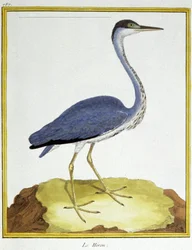 Ciência. Zoologia. Heron. Gravura de François Nicolas Martinet em: Histoire naturelle des oiseaux, de Georges Louis Leclerc de Buffon, França, c.1777 (gravação a cores)