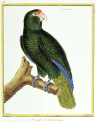 Ciência. Zoologia. Papagaio de Santo Domingo. Gravura de François Nicolas Martinet em: Histoire naturelle des oiseaux, de Georges Louis Leclerc de Buffon, França, c.1777 (gravura a cores)