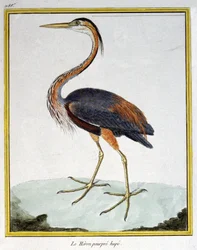 Ciência. Zoologia. Garça Púrpura. Gravura de François Nicolas Martinet em: Histoire naturelle des oiseaux, de Georges Louis Leclerc de Buffon, França, c.1777 (gravação a cores)