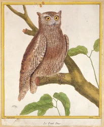 Owl Scops, de &39;Histoire Naturelle des Oiseaux&39; de Georges de Buffon (1707-1788) publicou 1777